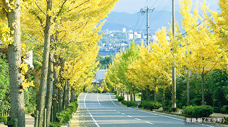 街路樹（王寺町）